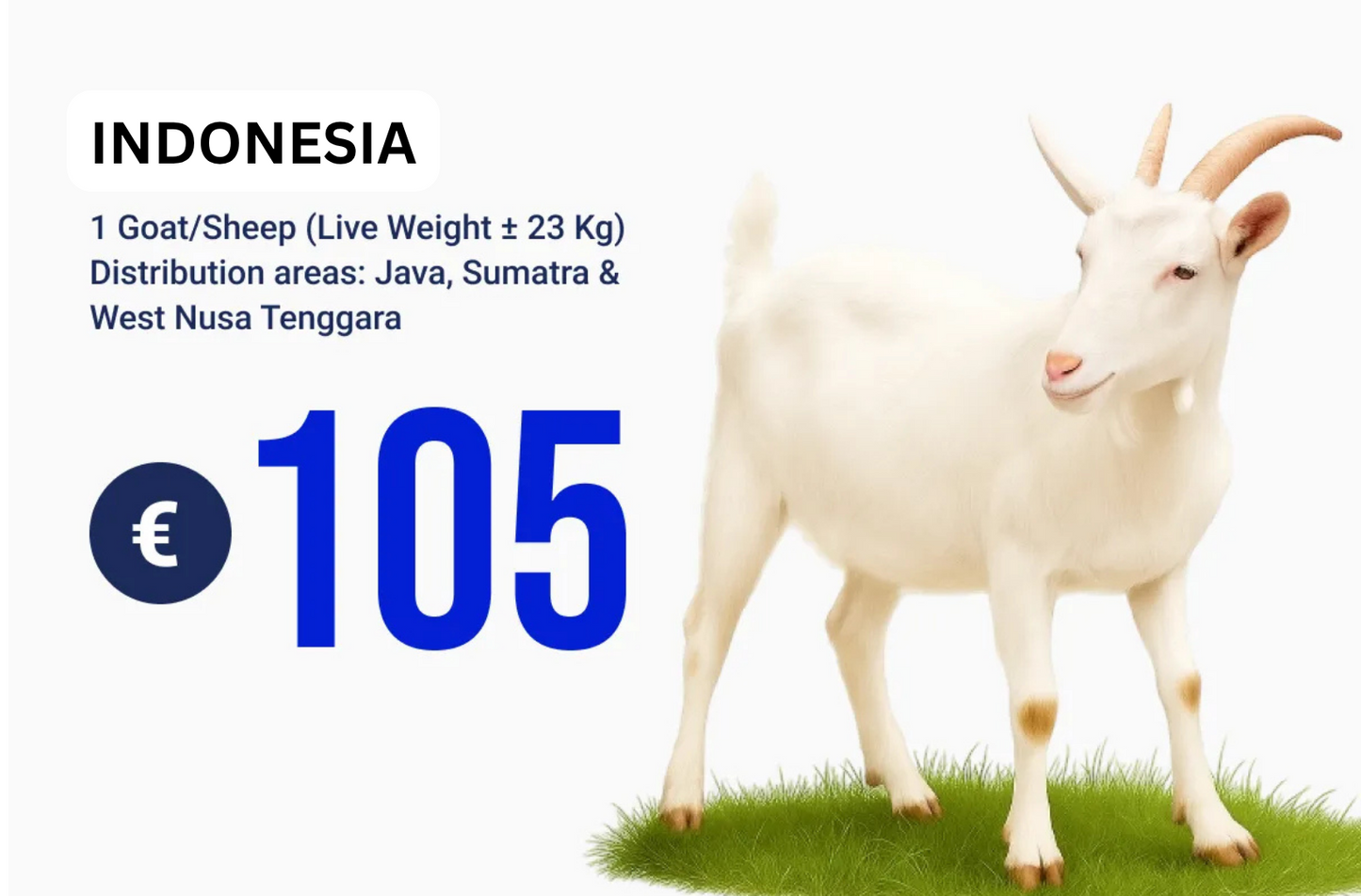 Kambing/Domba