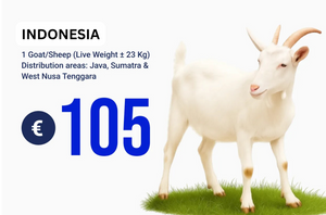 Domba / Kambing